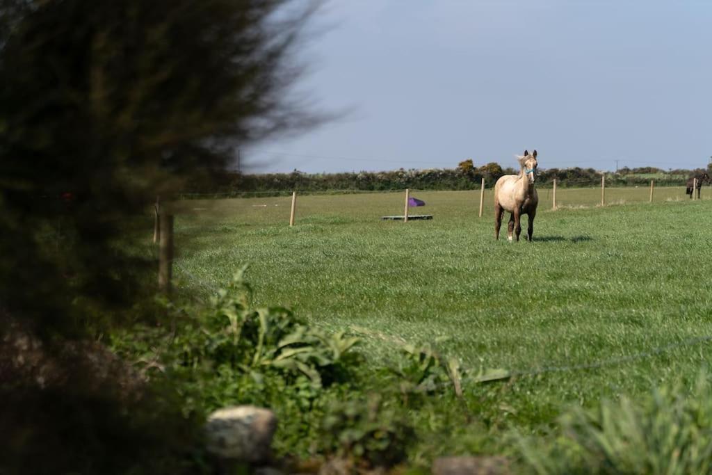 Porthcurno Barns, The Cart Lodge - Cosy Cottage, Walk To Porthcurno Beach, Pedn Vouder & Minack Theatre Penzance Eksteriør bilde